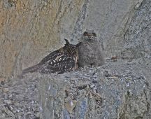 07 Mutter schuetzt, Vater bringt Beute